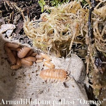 ISOPODY·STÍNKY - Fauna trhy Ostrava 14.12.