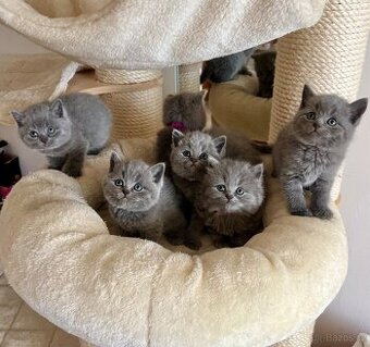 Britské modré kotě