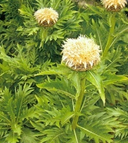 Maralí kořen, Leuzea saflorová (semena) Léčivá rostlina