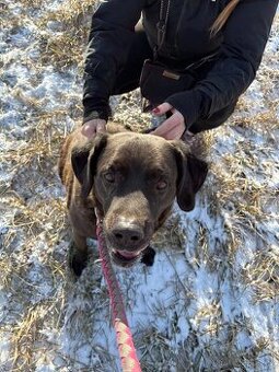 Dasty, kříženec labradora hledá domov - 1