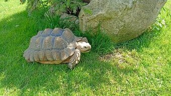 Želva ostruhatá(Geochelone Sulcata)samice 8 let