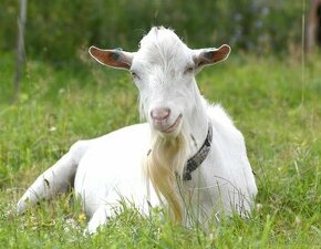 Kozel bílý krátkosrstý s POP