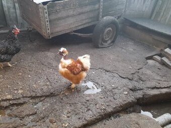 Hedvábnička kohoutek