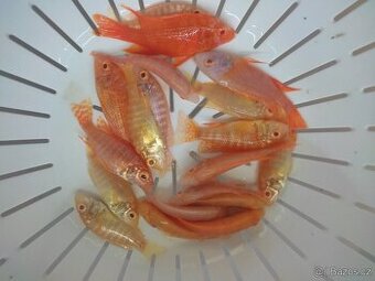 TLAMOVCI    TANGANIKA      MALAWI