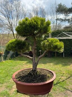 Bonsaj,bonsai Borovice