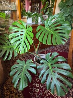 monstera, fíkus dubák, pryšec