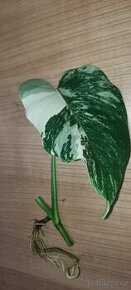 Monstera albo - řízek monstery albo