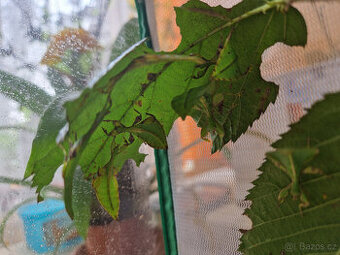 Lupenitky Phyllium Letiranti Tataba