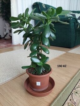 Tlustice vejčitá (Crassula ovata) - výška 40cm