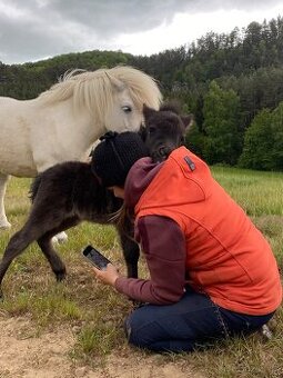 Shetland pony s PP