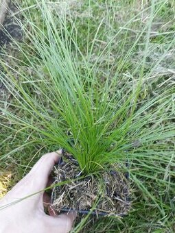 Kavil perovy stipa