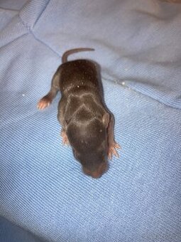 Potkaní dumbo mlaďata - 1