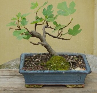 Ficus carica -fíkovník -30 let