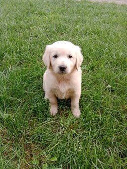 Zlatý retrívr/retriever