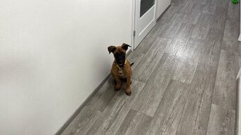 Prodám belgického ovčáka malinoise
