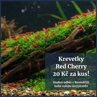 Krevetky Red Cherry Shrimp – krásné červené z Kroměříže