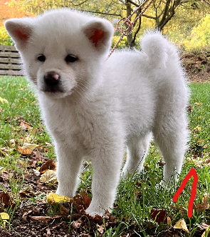 Poslední 3 pejsci AKITA INU s PP