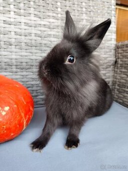 Zakrslý králíček - králík - lvíček samička Tess