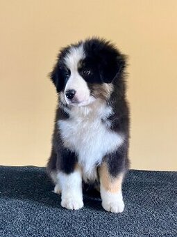 Miniaturní americký ovčák s PP