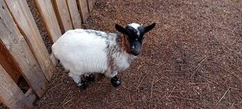 Holandská zakrslá koza kozlik 2025