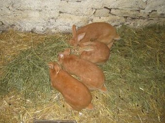 Burgundský králík - masné plemeno