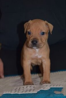 Pražský krysařík x jezevčík trpasličí