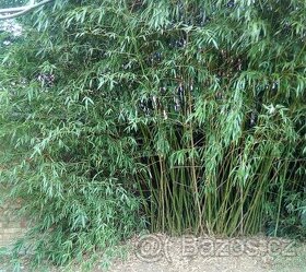 Bambus Phyllostachys Bissetii