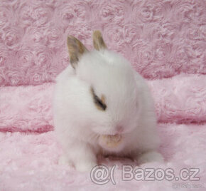 Zakrslý krátkouchý králíček , malinký kluk s VP - 1