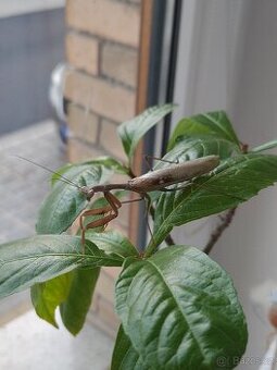 Prodám samce sphodromantis viridis