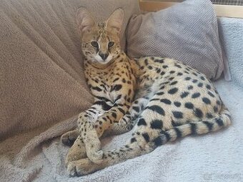 Serval stepny - 1