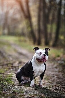 american bully pocket