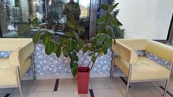 Gumovník Ficus elastica