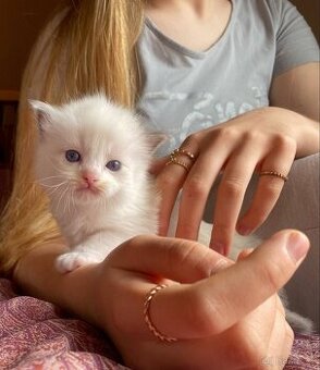 Ragdoll kotě s PP