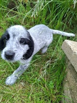 Stěně Labrador X Fousek