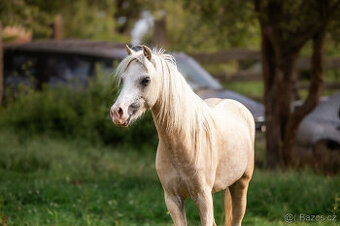 super pony holčička- vyhrávací pony