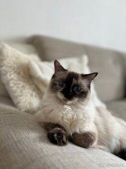 Ragdoll bez PP - 1
