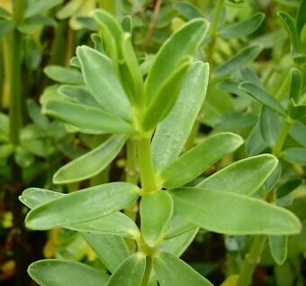 Pepřinec skořicový - Peperomia inaequalifolia - sazenice