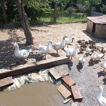 Březňačka - 1