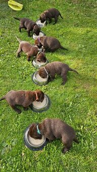 Štěňata hnědého labradora