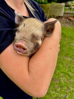 Selátka Kune Kune