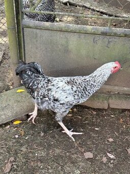 Kohouti na prodej