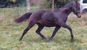 Klisna WPBr roční krásný klus hodná temperament