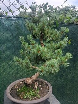 Bonsaj,bonsai Borovice