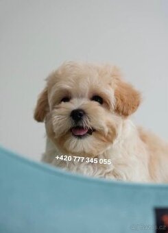 Maltipoo chlapeček ve světlé karamelové barvě