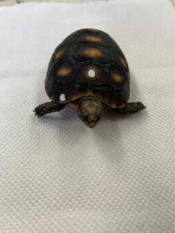 Želva uhlířská - 1