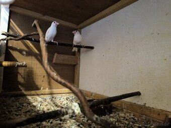 Rýźovnik šedy pár i s kleci