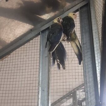 Rosela penant straka