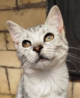 Kříženec Britské Krátkosrsté šelmy