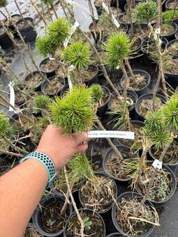 Borovice velkoobchod