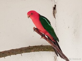 Papoušek královský